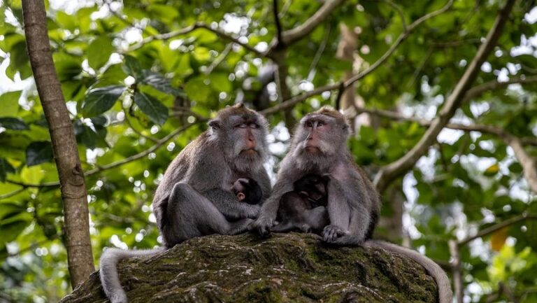 Get and Ride 16 sacred monkey forest gianyar