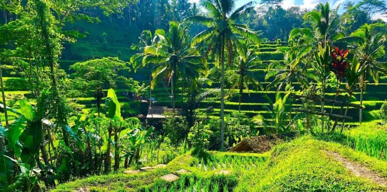 Get and Ride 1 teras sawah tegalang ubud