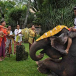 Get and Ride 7 tumpek kandang adalah